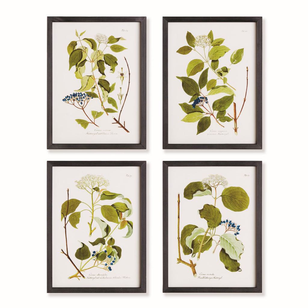 Napa Nature themed greenery, berries and botanicals. Finished with black fir wood frames. Floral And Berry Study