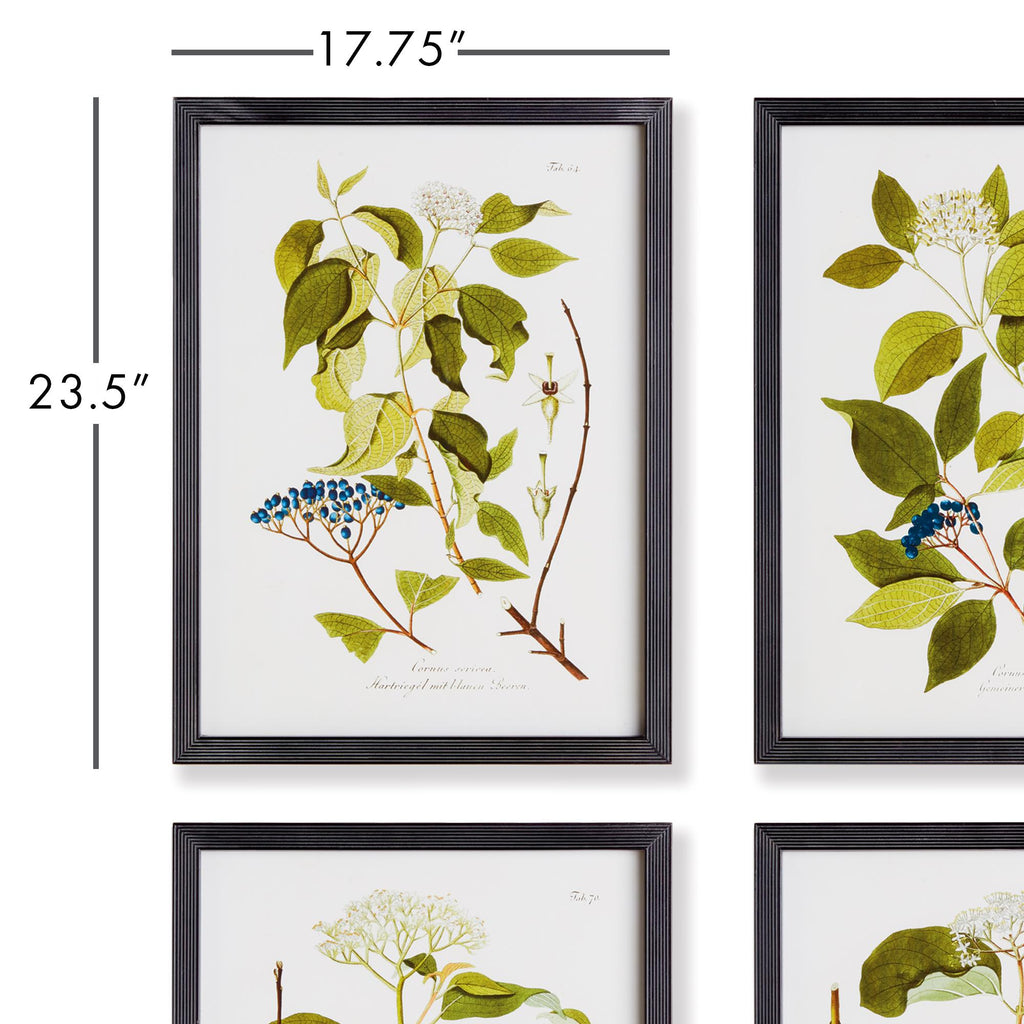 Napa Nature themed greenery, berries and botanicals. Finished with black fir wood frames. Floral And Berry Study