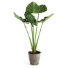 Napa Green Alocasia Potted 42