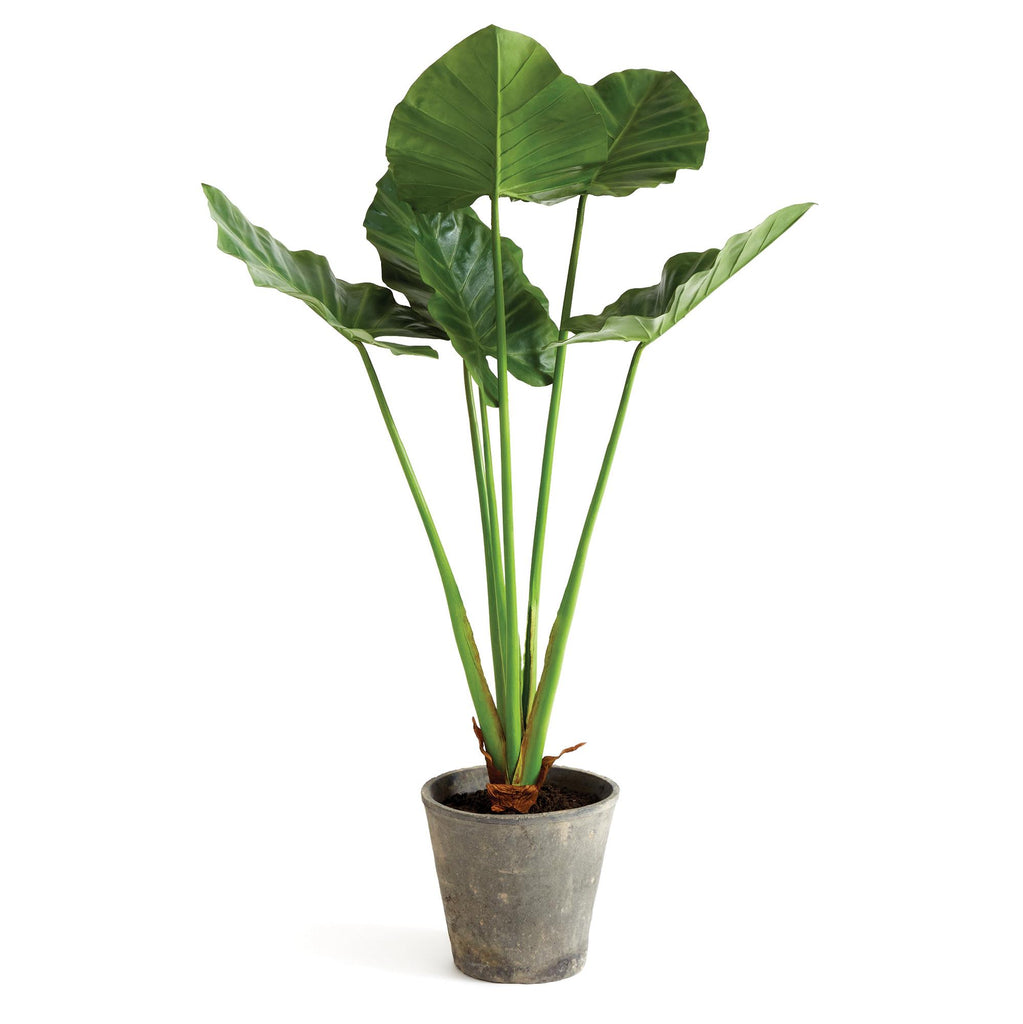 Napa Green Alocasia Potted 42"