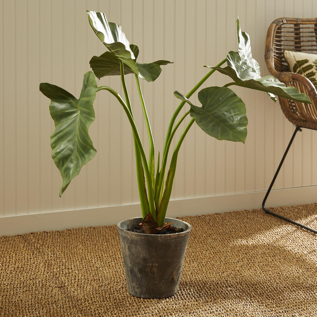 Napa Green Alocasia Potted 42"