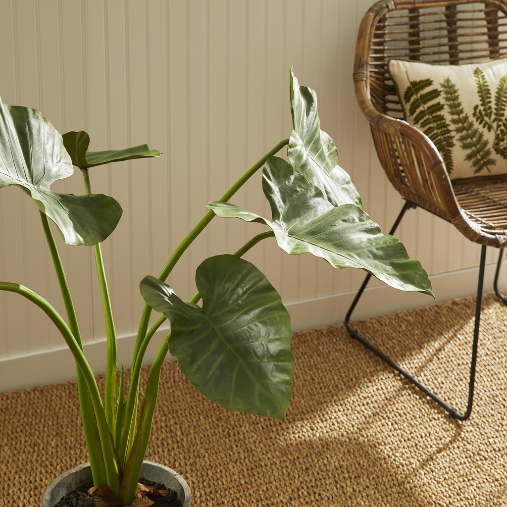 Napa Green Alocasia Potted 42"