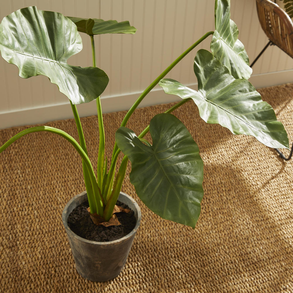 Napa Green Alocasia Potted 42"