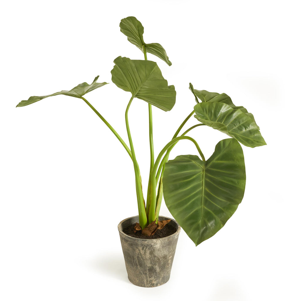 Napa Green Alocasia Potted 42"