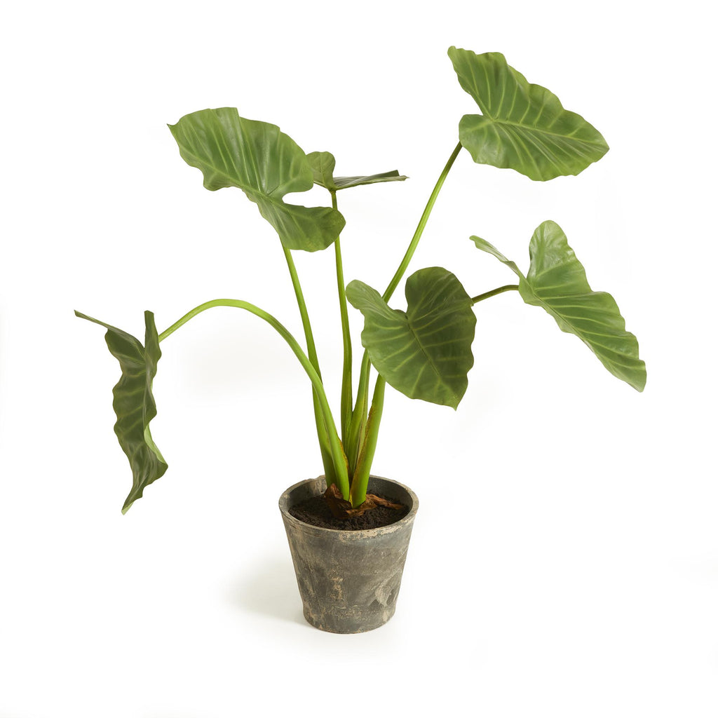 Napa Green Alocasia Potted 42"