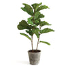 Napa Green Fiddle Leaf Fig Potted 43