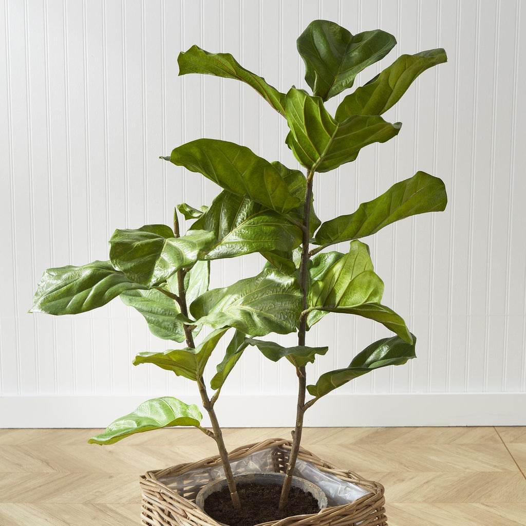 Napa Green Fiddle Leaf Fig Potted 43"