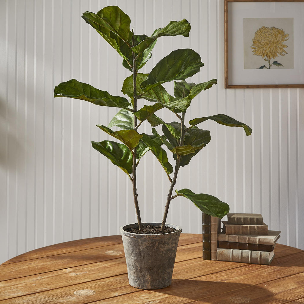 Napa Green Fiddle Leaf Fig Potted 43"