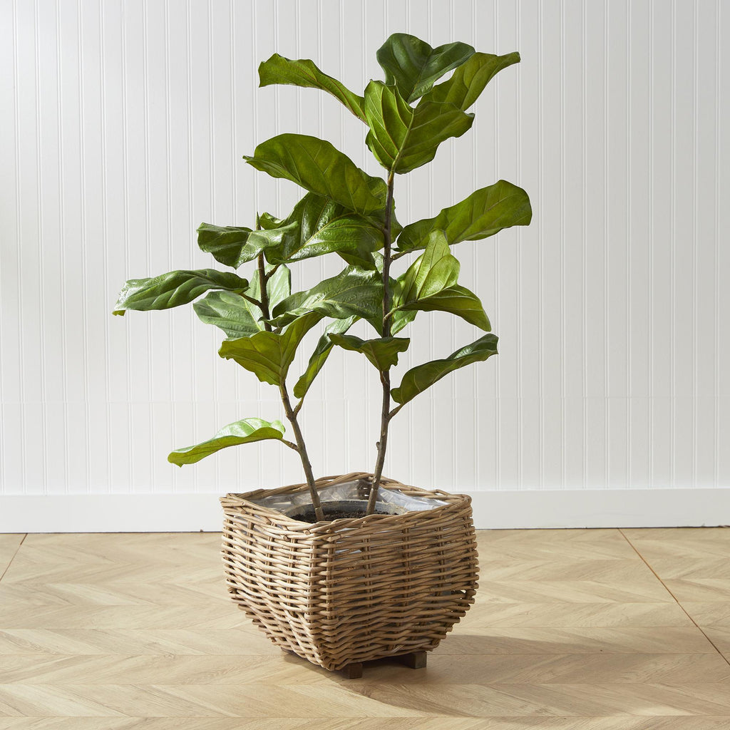 Napa Green Fiddle Leaf Fig Potted 43"