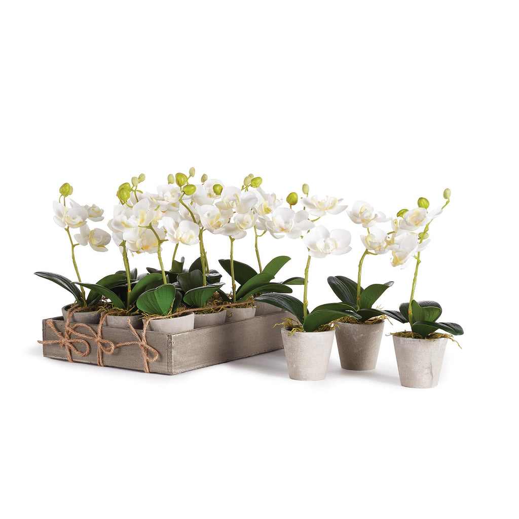 Napa White Mini Phalaenopsis 9" Potted, Set Of 12