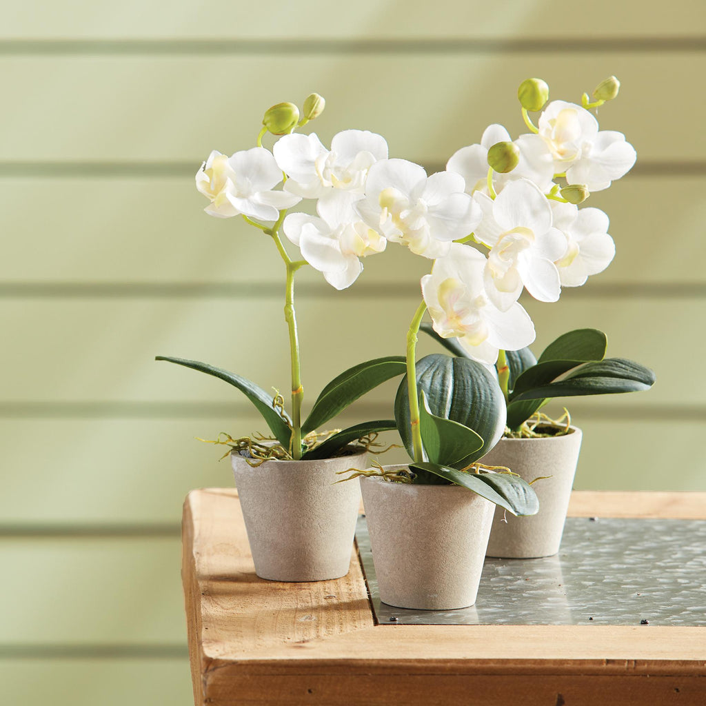 Napa White Mini Phalaenopsis 9" Potted, Set Of 12