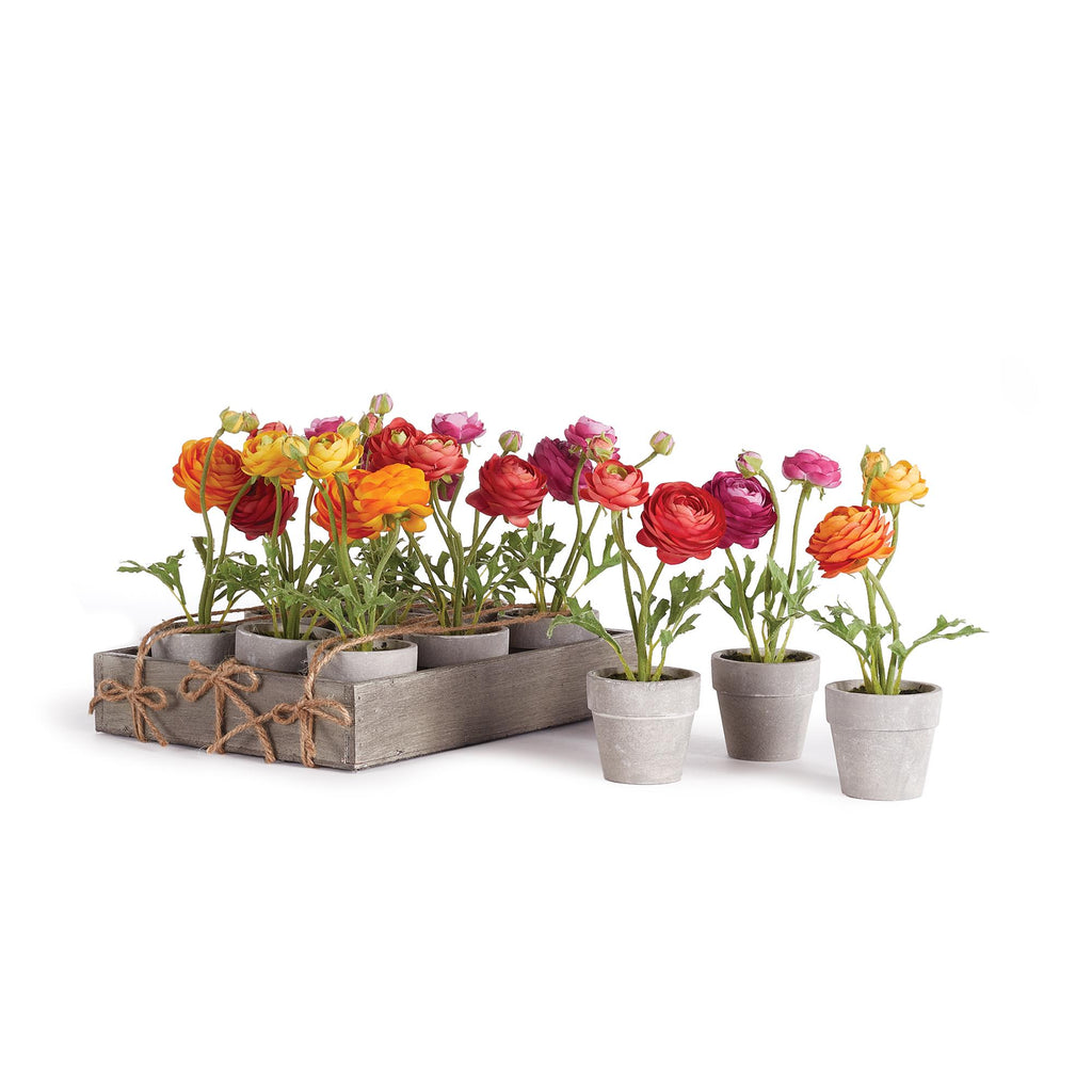 Napa Assorted Orange/Red/Purple Mini Ranunculi 7" Potted, Set Of 12