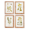 Napa Natural Golden Wildflower Study, Set Of 4