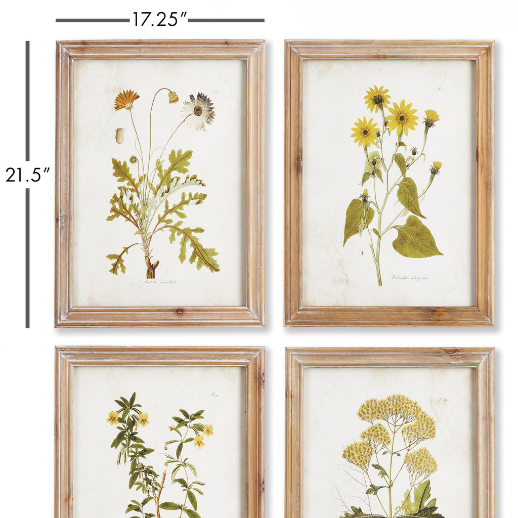 Napa Natural Golden Wildflower Study, Set Of 4