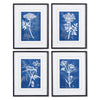 Napa Black/Blue Cyanotype Queen Annes Lace Prints, Set Of 4