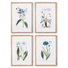 Napa Natural/Blue Mountain Botanical Prints, Set Of 4