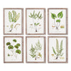 Napa Green/White Shade Garden Study, Set Of 6