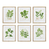 Napa Includes Mat Tree Leaf Study, Set Of 6