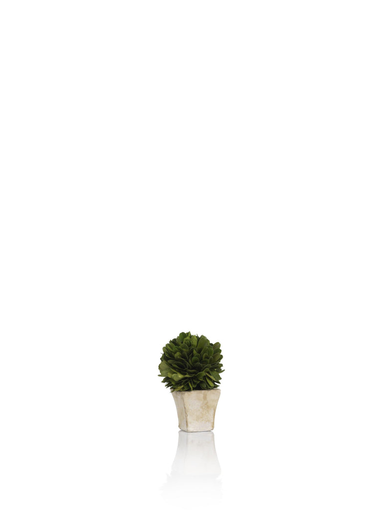 Zodax 4-Inch Tall Round Preserved Boxwood Topiary In Square Pot, Set of 4