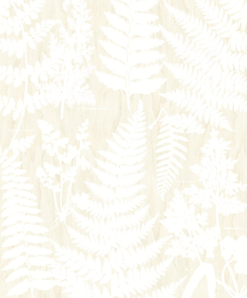 Brewster Home Fashions Eijffinger Geonature 366106 Whites & Off-Whites Wallpaper