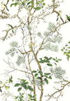 Thibaut Katsura Green And White Wallpaper