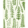 Scion Ferns Juniper Wallpaper