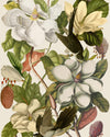Mindthegap Magnolia Taupe The Florist Wallpaper