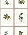 Mindthegap Botany The Antiquarian Wallpaper