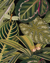 Mindthegap Amazonia The Rediscovered Paradise Wallpaper