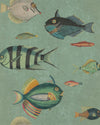 Mindthegap Poissons Mediterraneo Wallpaper