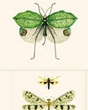 Mindthegap Entomology Green The Antiquarian Wallpaper