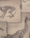 Mindthegap Zooarchaeology The Antiquarian Wallpaper