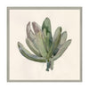 Kravet Decor Succulent Study By Barbara Barry Greenmulti Print