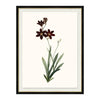 Kravet Decor Ixia Grandiflora Multi1 Print