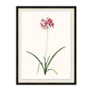 Kravet Decor Amaryllis Undula Multi3 Print