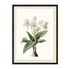 Kravet Decor Crinum Gigantum Multi5 Print