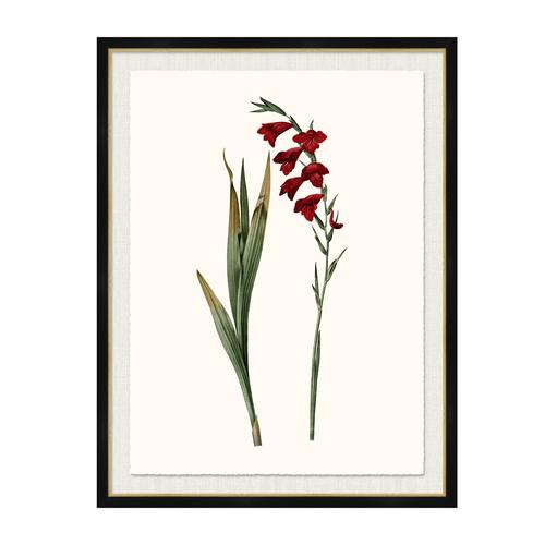 Kravet Decor Gladiolus Communis Multi6 Prints