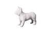 Phillips Collection French Bulldog Gel Coat White Accent