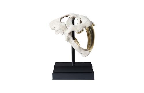 Phillips Saber Tooth Tiger Skull Roman Stone