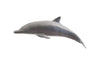 Phillips Collection Dolphin Polished Aluminum Accent