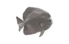 Phillips Collection Australian Bat Fish Wall Sculpture Resin Polished Aluminum Finish Accent