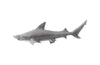 Phillips Collection Black Tip Reef Shark Polished Aluminum Accent